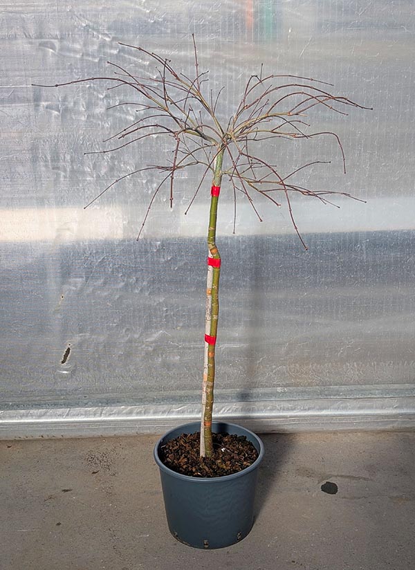 Acer palmatum Dissectum Inaba-shidare