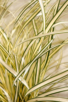 Carex hachijoensis Evergold