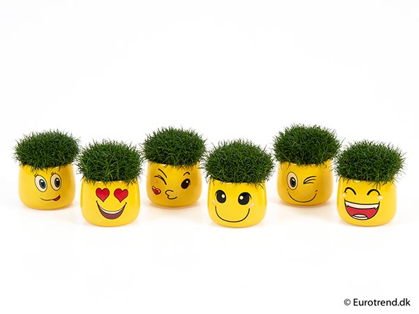 Sagina procumbens Happy Smiley