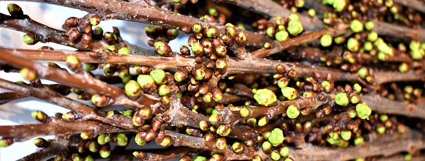 Schnitt.Sauerkirsche