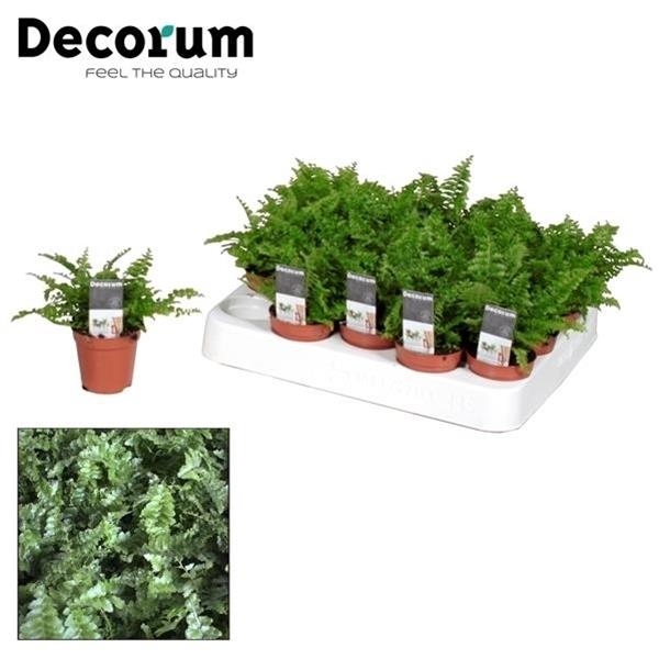 Nephrolepis exaltata Green Fantasy