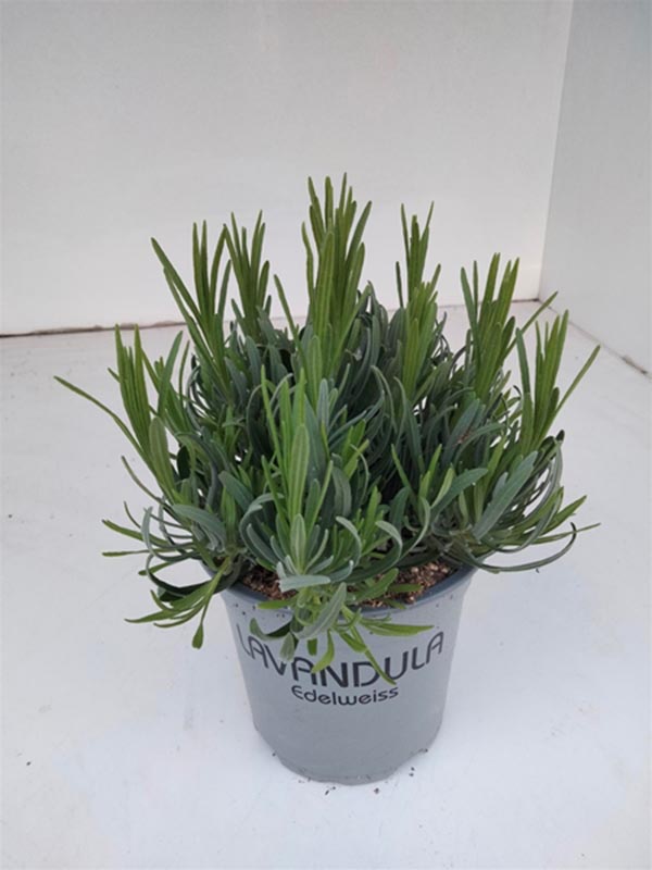 Lavandula angustifolia Edelweiss