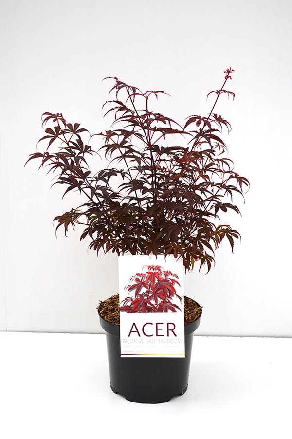 Acer palmatum Skeeters Broom