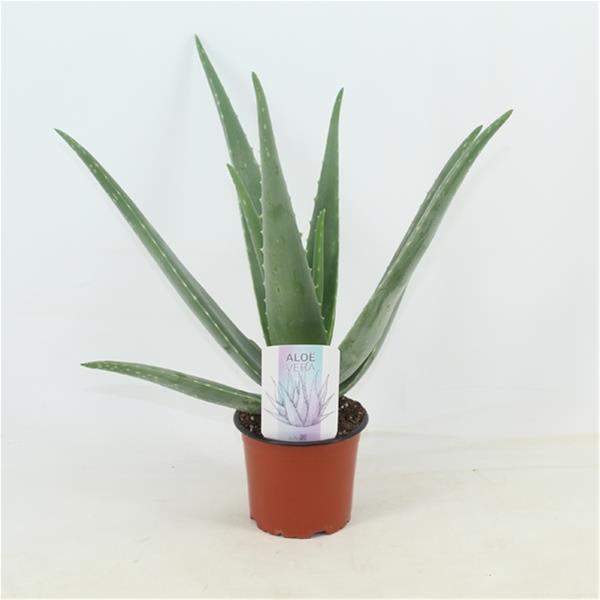 Aloe vera Barbadensis
