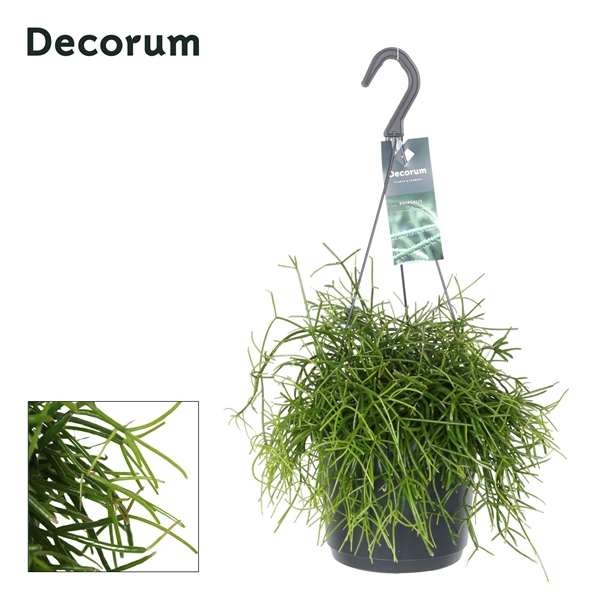 Rhipsalis baccifera Oasis