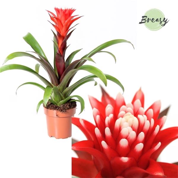 Guzmania hybrida Hope