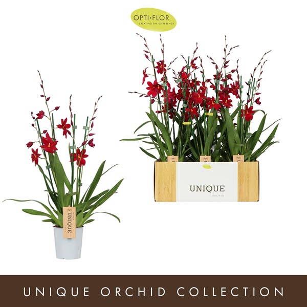 Cambria hybrida Nelly Isler Red Velvet