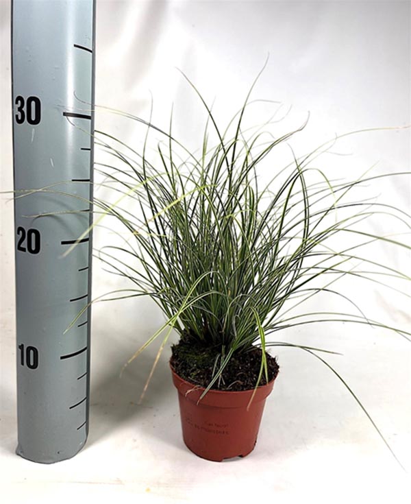 Carex brunnea Jubilo