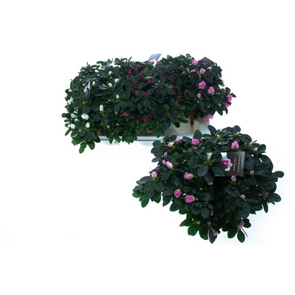 Azalea simsii MIX
