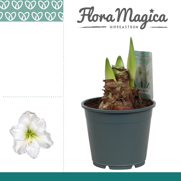 Amaryllis bella-donna Arctic White