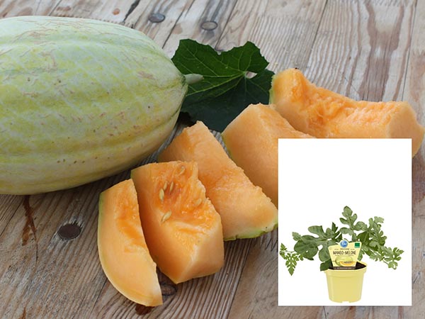 Cucumis melo Bio-Mangomelone