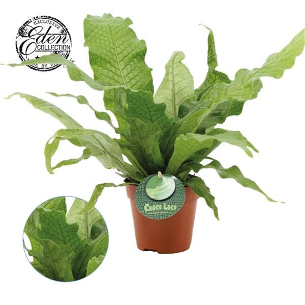 Microsorum musifolium Crocodyllus