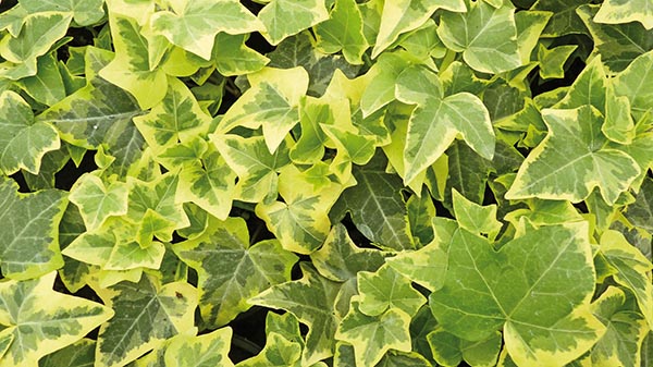 Hedera helix Gold Child