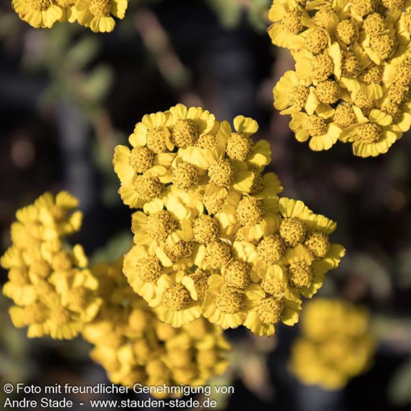 Achillea chrysocoma Grandiflora