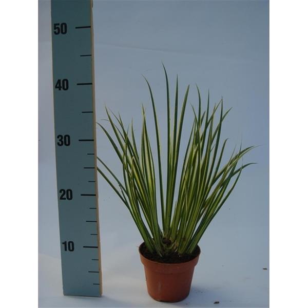 Acorus gramineus Aureovariegatus