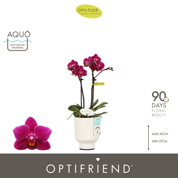 Phalaenopsis hybrida Emma In Emilia White Aquo