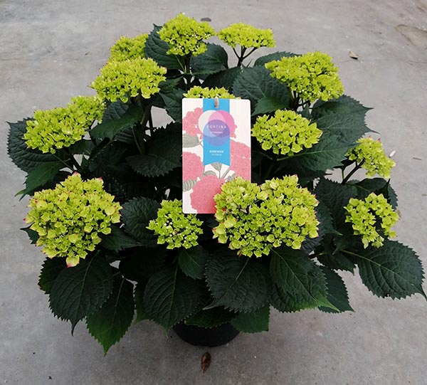 Hydrangea macrophylla Hortina Rot