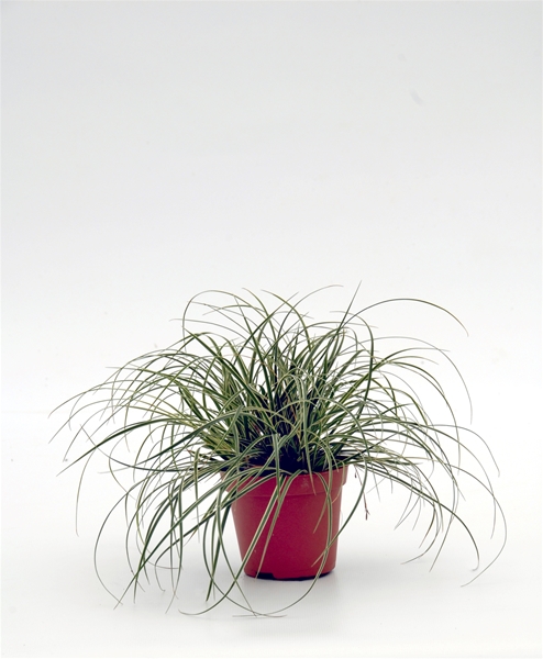 Carex conica Snowline