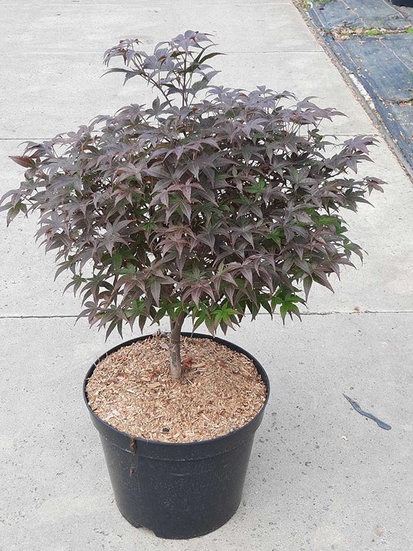 Acer palmatum Rhode Island Red