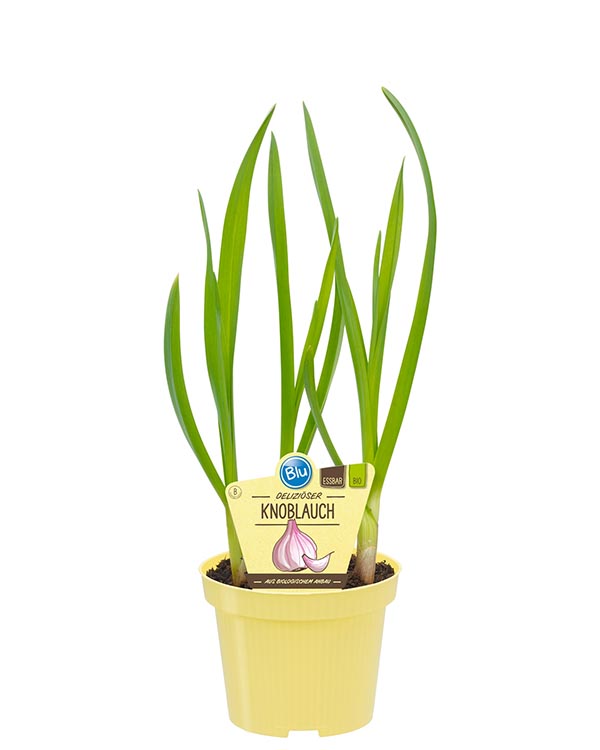 Allium sativum Bio-Knoblauch