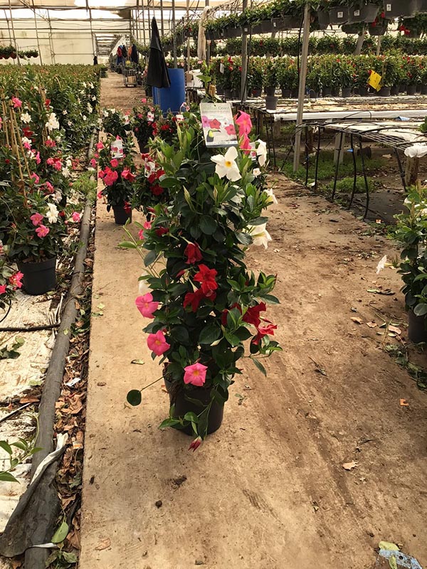 Dipladenia hybrida Tricolor Sundeville