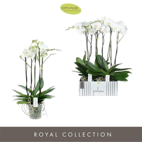 Phalaenopsis hybrida Fortuno Largo