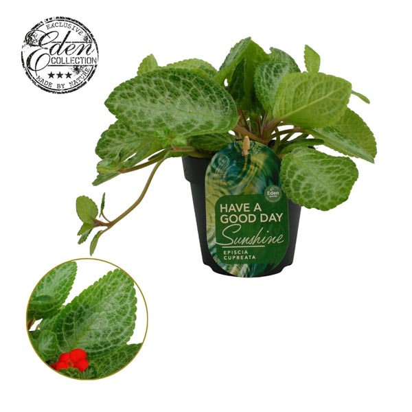 Episcia cupreata Minty