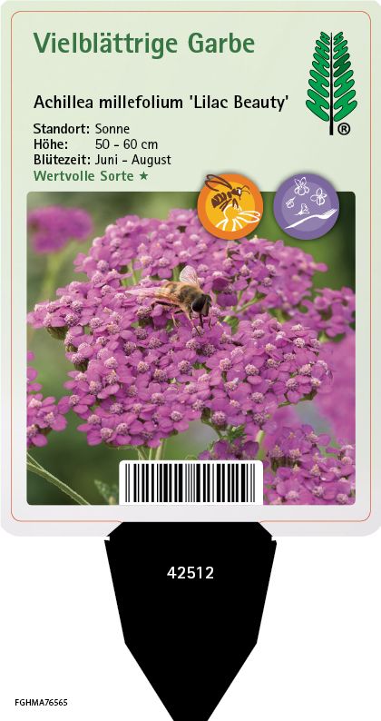 Achillea millefolium Lilac Beauty