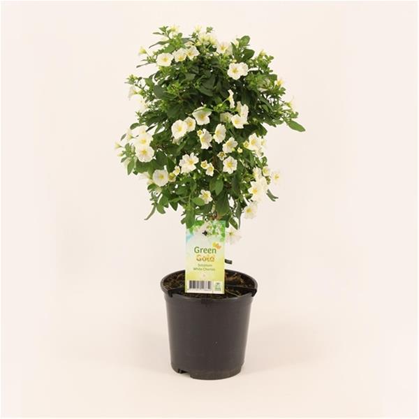 Solanum rantonnetii White Charles