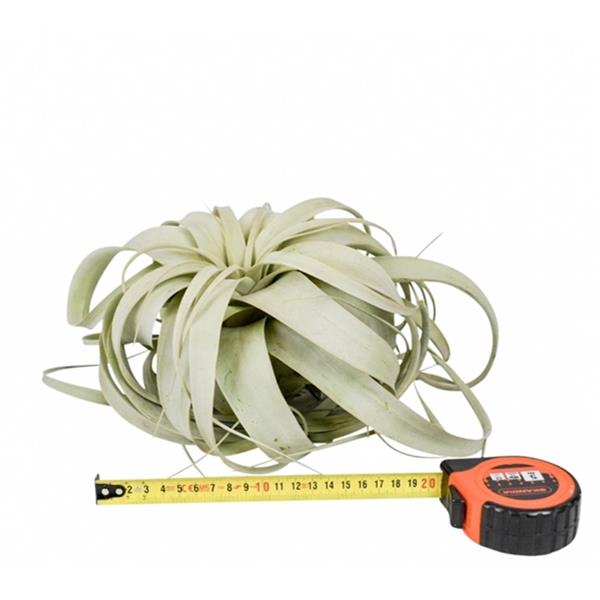 Tillandsia xerographica