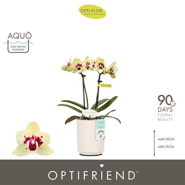 Phalaenopsis hybrida Anouk In Molise White Aquo