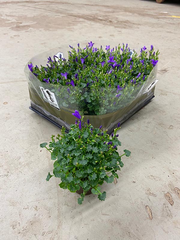 Campanula portenschlagiana Get Mee blau