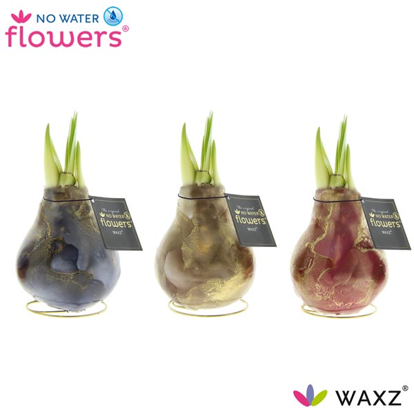 Amaryllis bella-donna Wax Univerz Jupiter R. B
