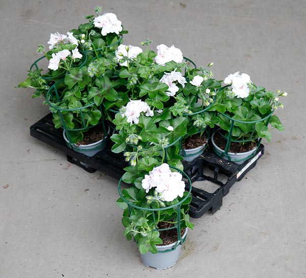 Pelargonium peltatum Weiss Gefüllt
