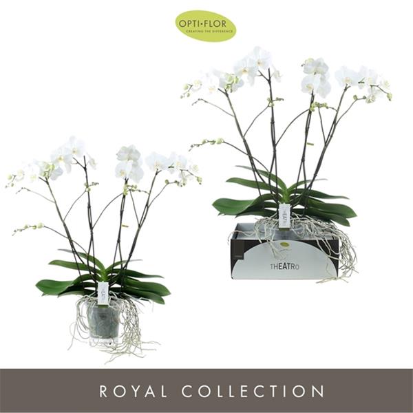 Phalaenopsis hybrida Theatro Classico