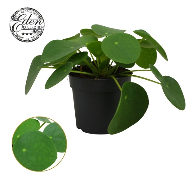 Pilea peperomioides