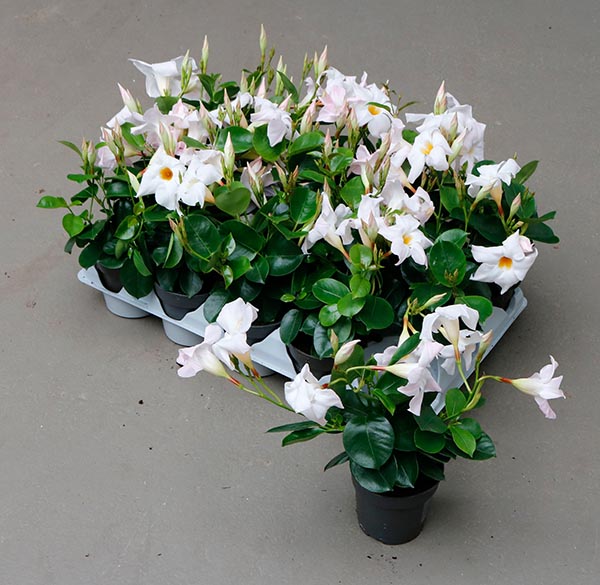 Dipladenia hybrida White Sundeville