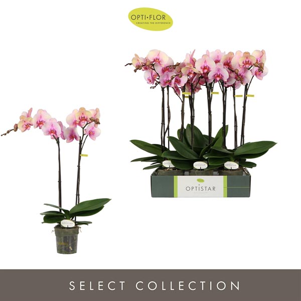 Phalaenopsis hybrida Adele