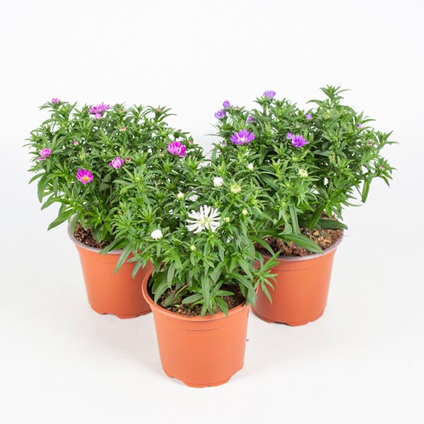 Aster novi-belgii Mix