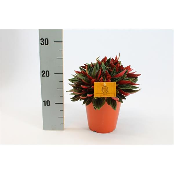 Peperomia caperata Rosso
