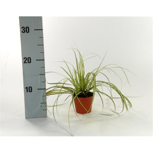 Carex hachijoensis Evergold