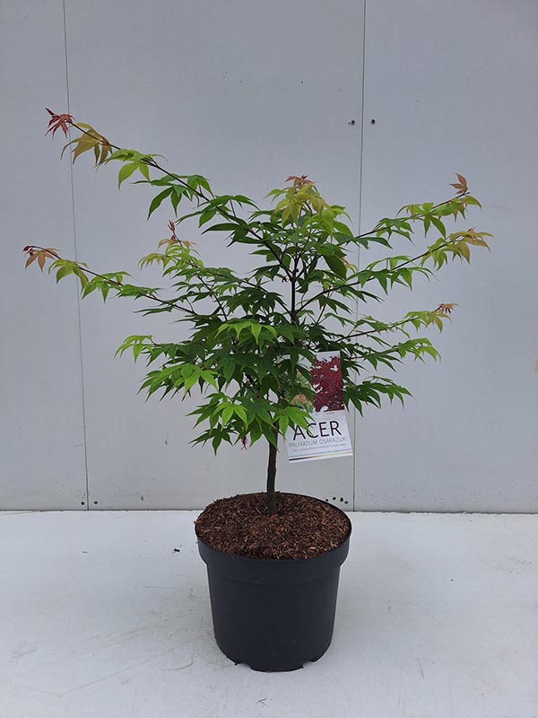 Acer palmatum Osakazuki