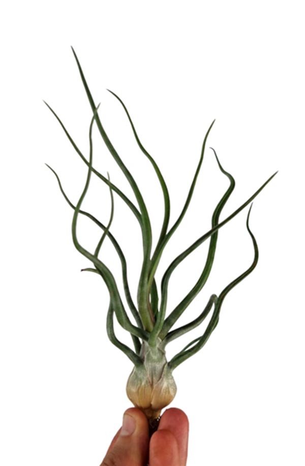 Tillandsia bulbosa XXL