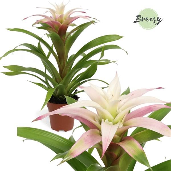 Guzmania hybrida Deseo Magical White