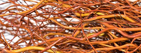 Schnitt. Korkenzieherweide Rot