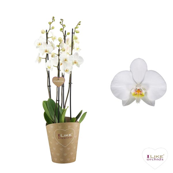 Phalaenopsis hybrida Duetto Leeds