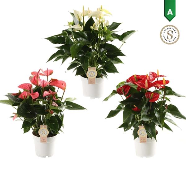 Anthurium andreanum Mix