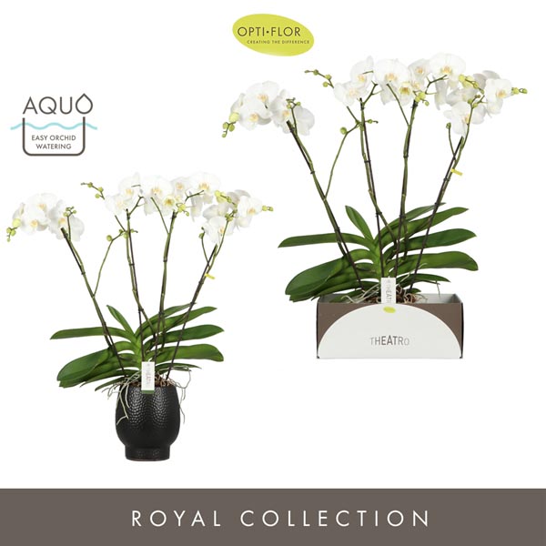 Phalaenopsis hybrida Theatro Classico In Black Abruzzo