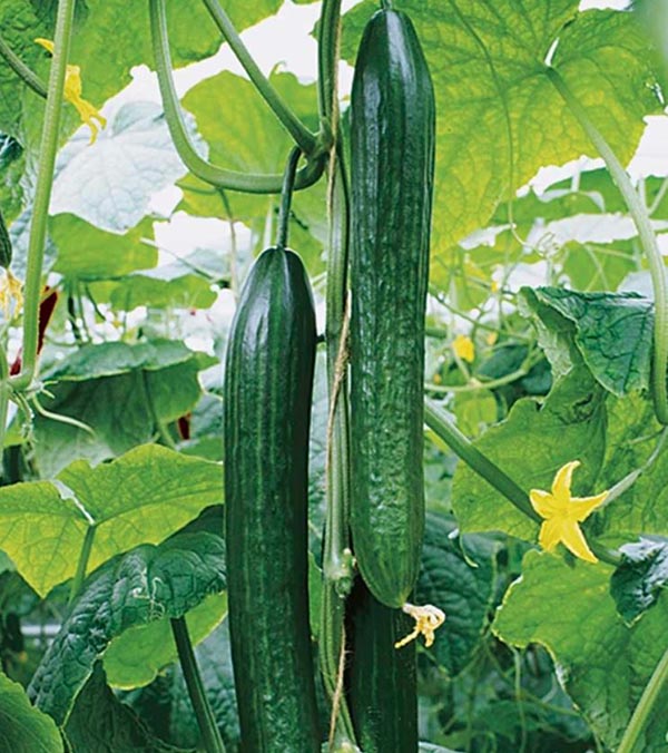 Cucumis sativus Cyrano (=Dominica) veredelt