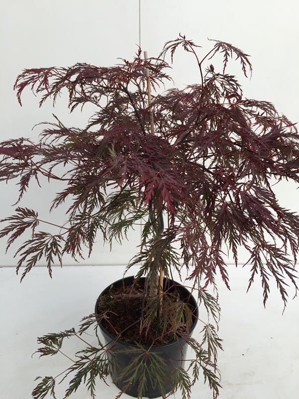 Acer palmatum Inaba-shidare